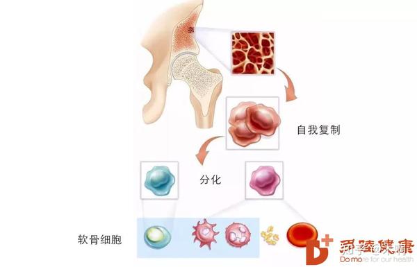 干细胞治疗 干细胞治疗慢性疼痛疾病的研究进展 知乎