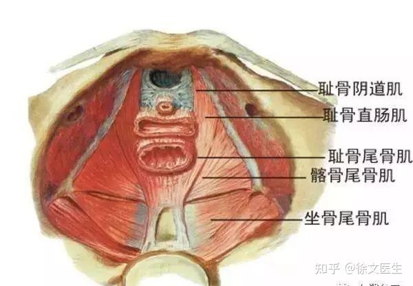 啪多了会让下面变松吗阴道松弛要怎么紧回去