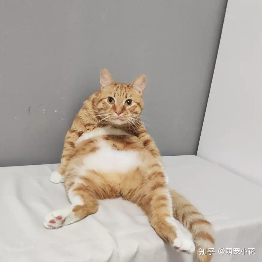 分享一组猫咪"奇葩坐姿"图片,看了让人心情大好! - 知乎