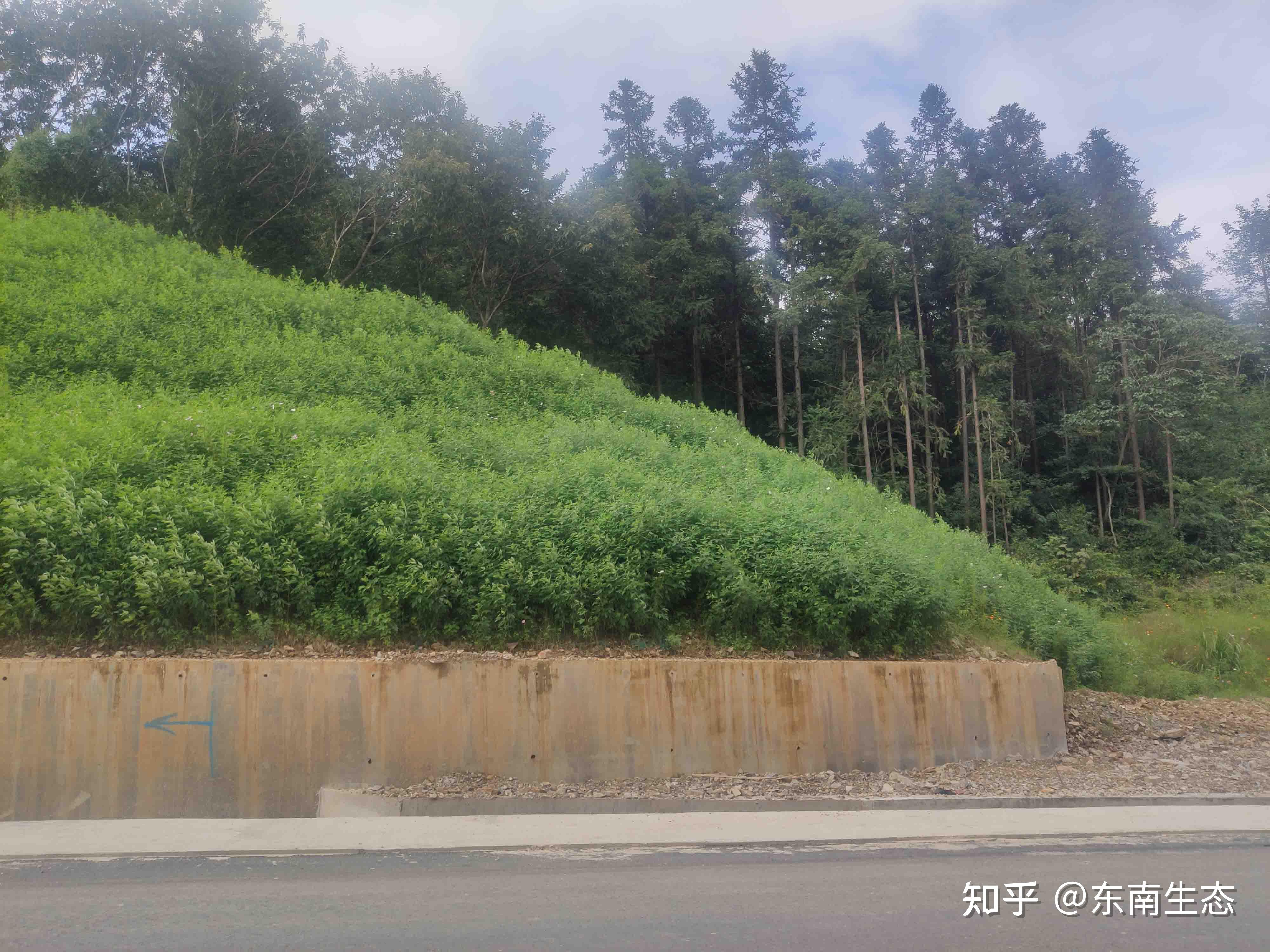 金寨巢湖路桥公路边坡绿化项目