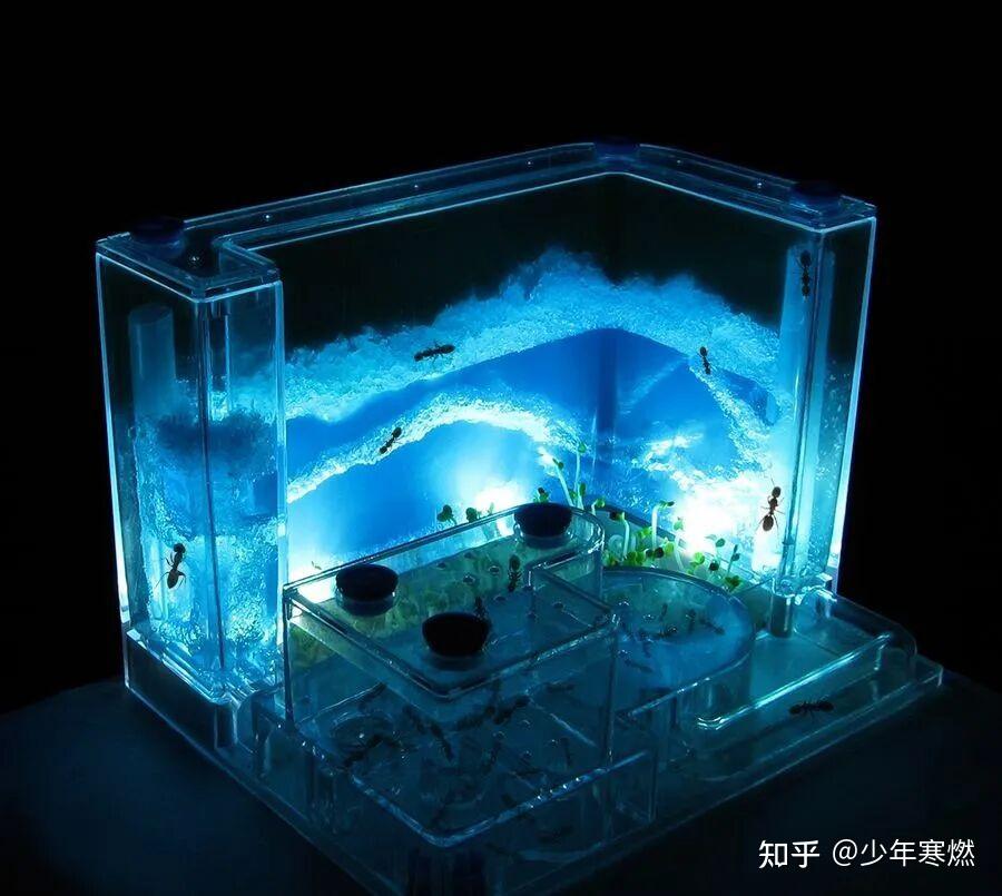 寒燃科普丨蚂蚁工坊究竟有多残忍？ - 知乎
