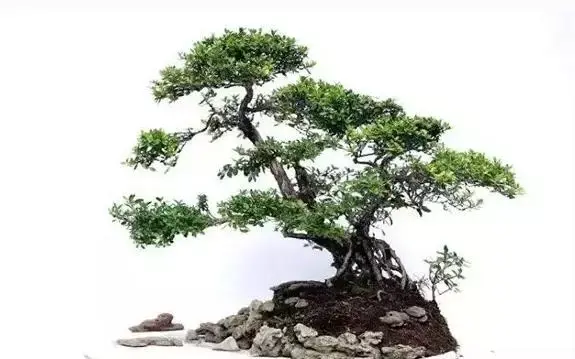 六月雪盆栽的提根窍门