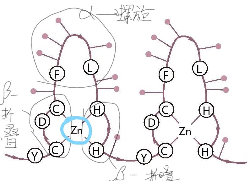 复习生化蛋白质2