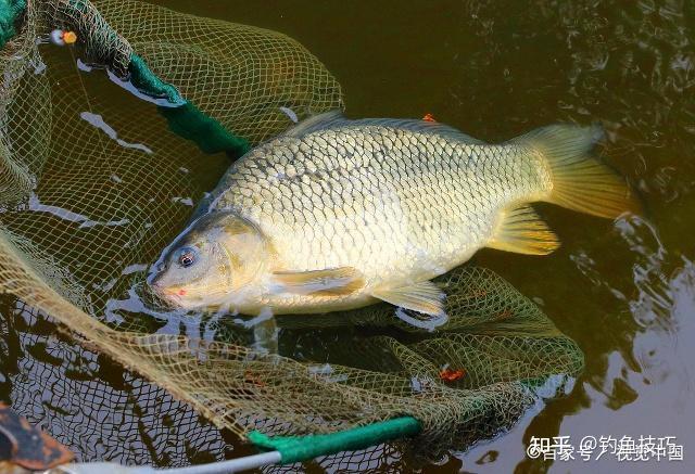 黑坑鯉魚釣場放魚較多時的釣魚技巧釣鯉魚的快速誘魚和爆護技巧