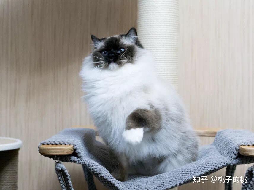 山猫布偶猫一般多少钱 v2-d2b7ace7282edc16c835cf83859aa42d_r.jpg