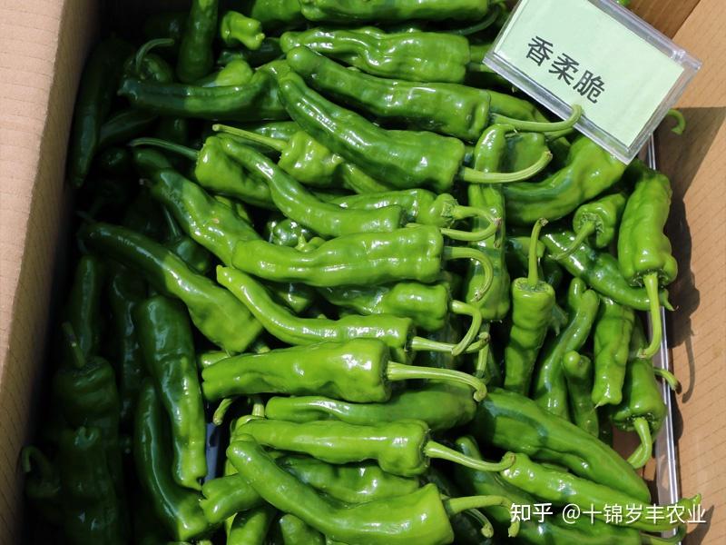 美味又丰产的皱皮羊角椒—香柔脆 - 知乎