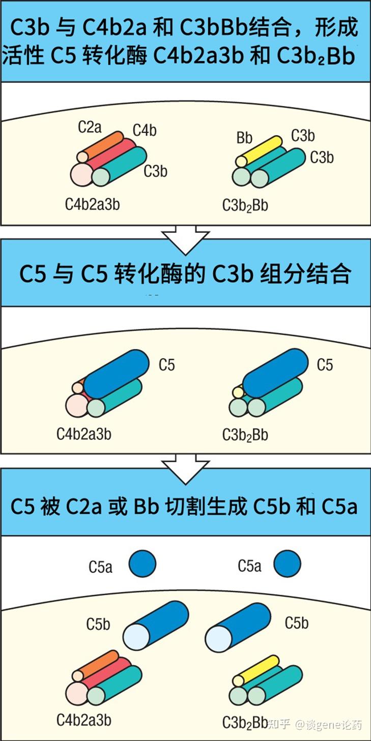 补体系统与固有免疫(六) - 知乎
