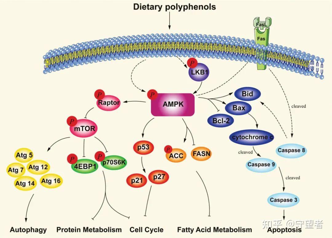 molnutrfoodres封面综述膳食多酚靶向ampk信号通路来预防癌症