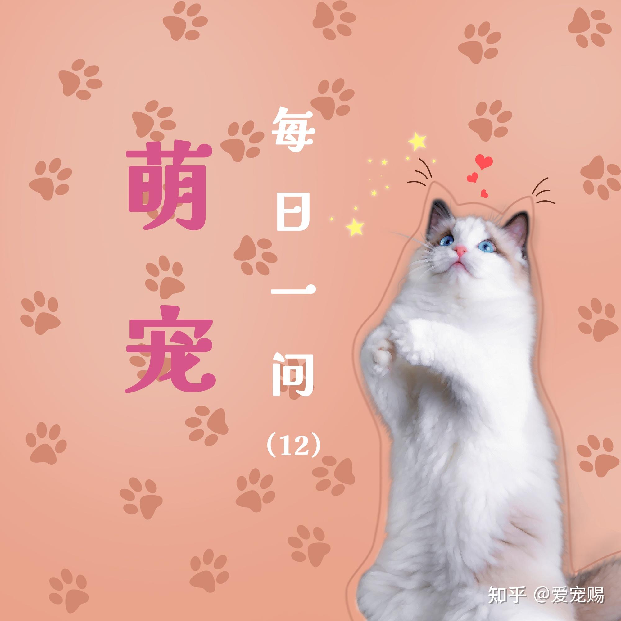 波斯猫-AMYWORKS探须视觉_AMYWORKS赛猫摄影-站酷ZCOOL