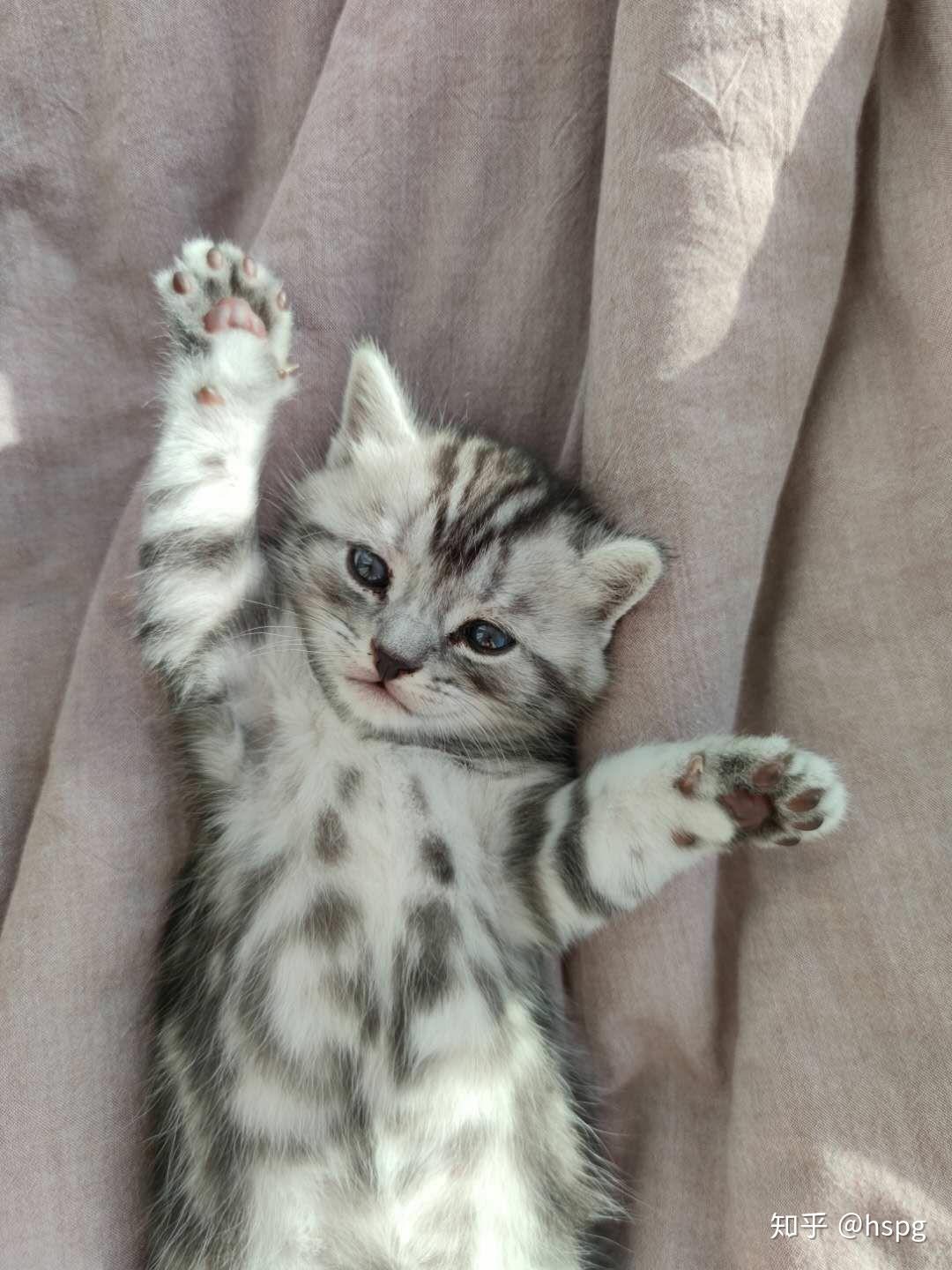 美短银虎斑小奶猫找新家