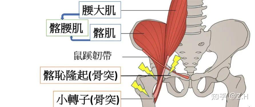 屈髋肌群图解图片