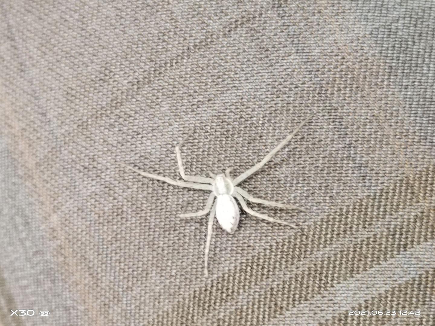 这是什么品种的白色蜘蛛?？ - 张开的回答- 知乎