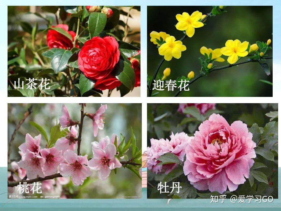 部编版小学语文二年级上册我爱阅读十二月花名歌图文解读知识点
