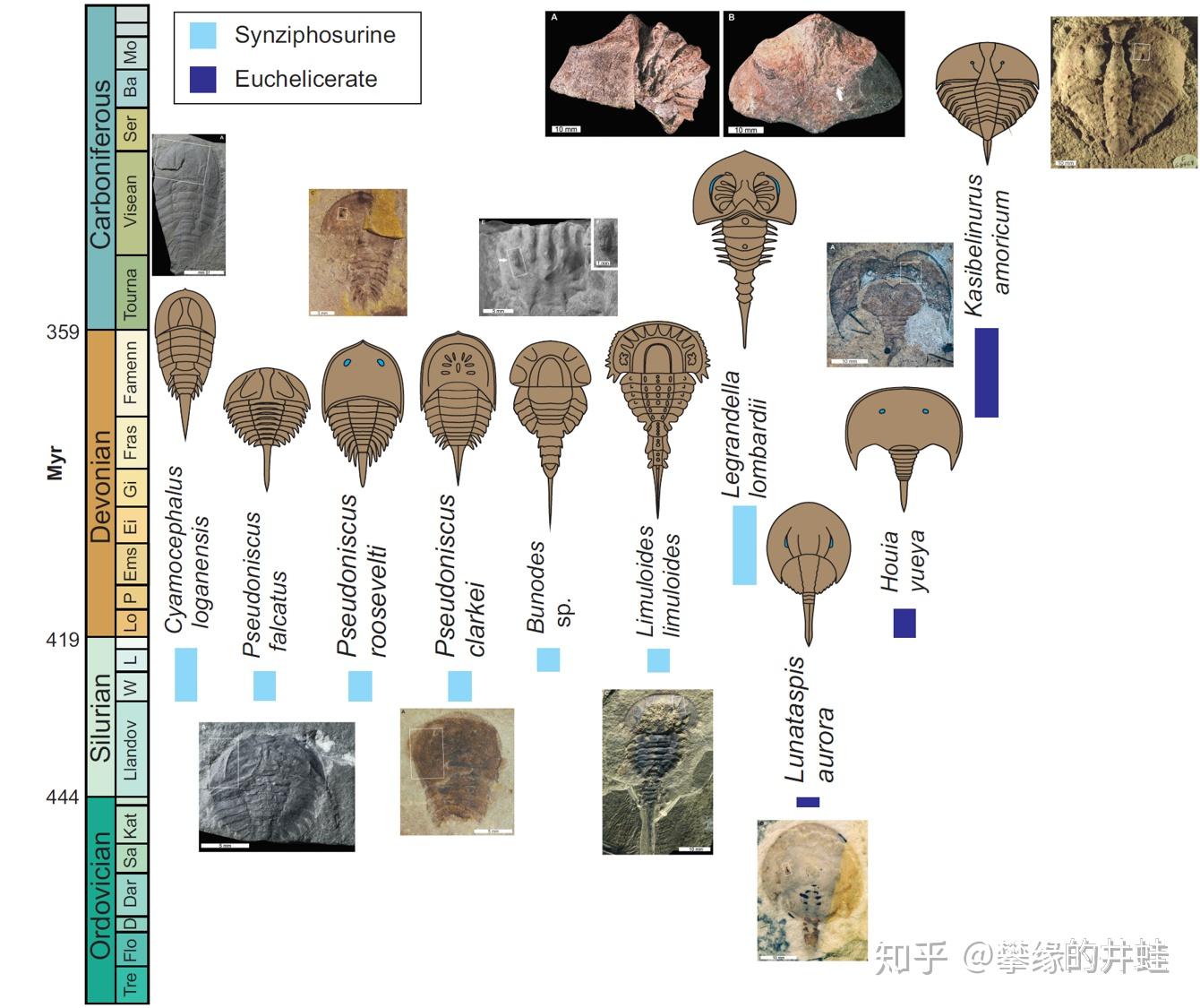 它们大概和三叶虫一样,趴在海底捡垃圾为生