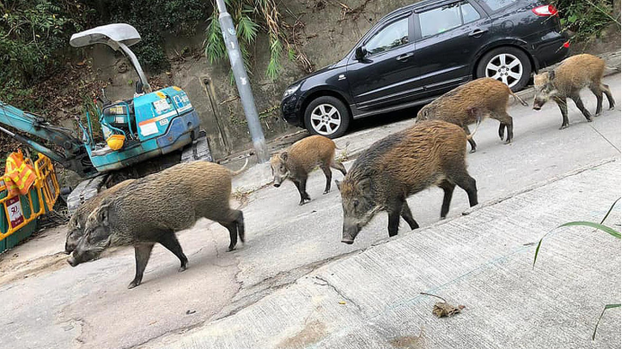 四川野猪数量泛滥成灾无奈只能放狠招每抓到一只就给高额赏金