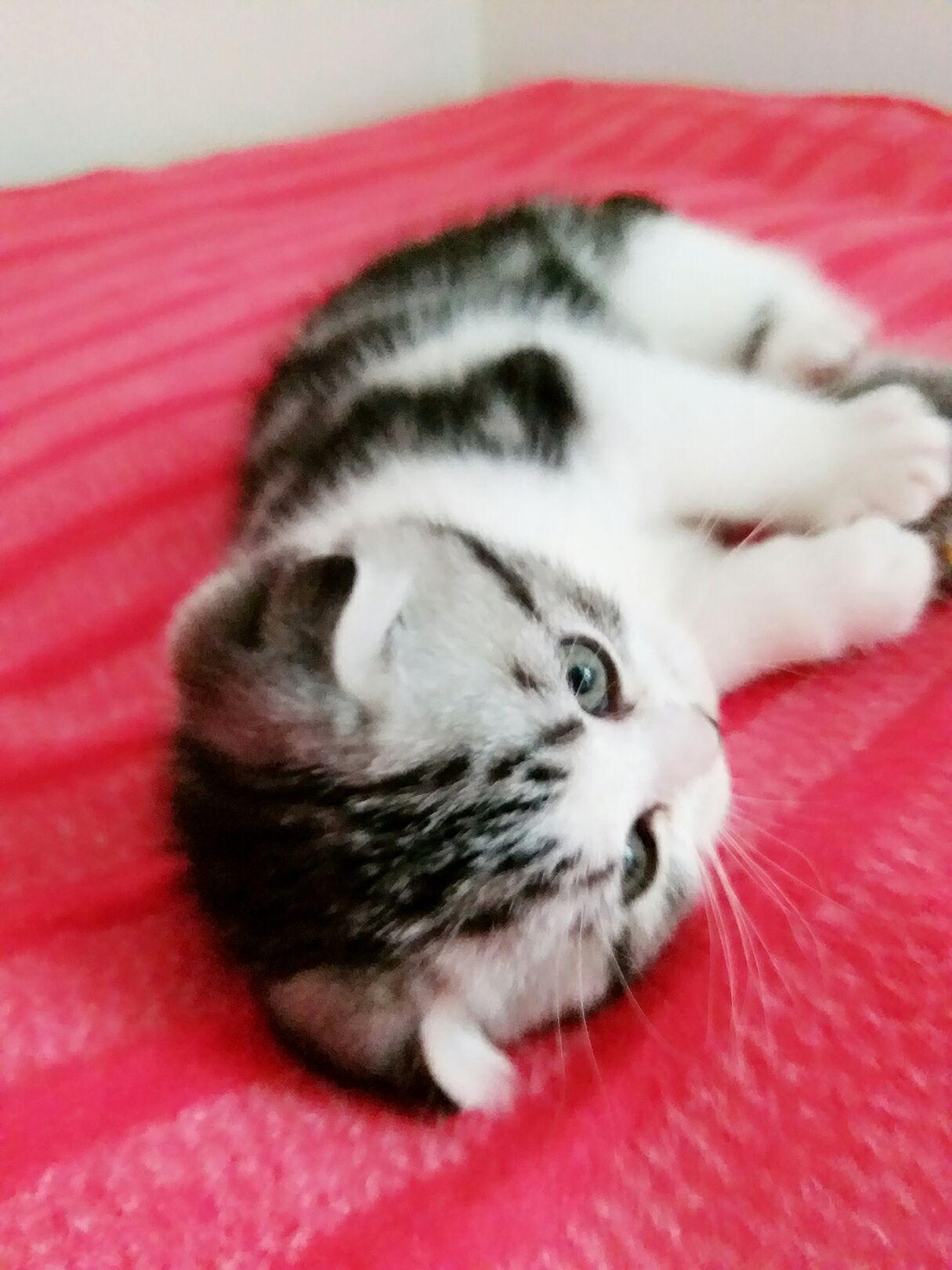 铲屎云的美短狗儿子