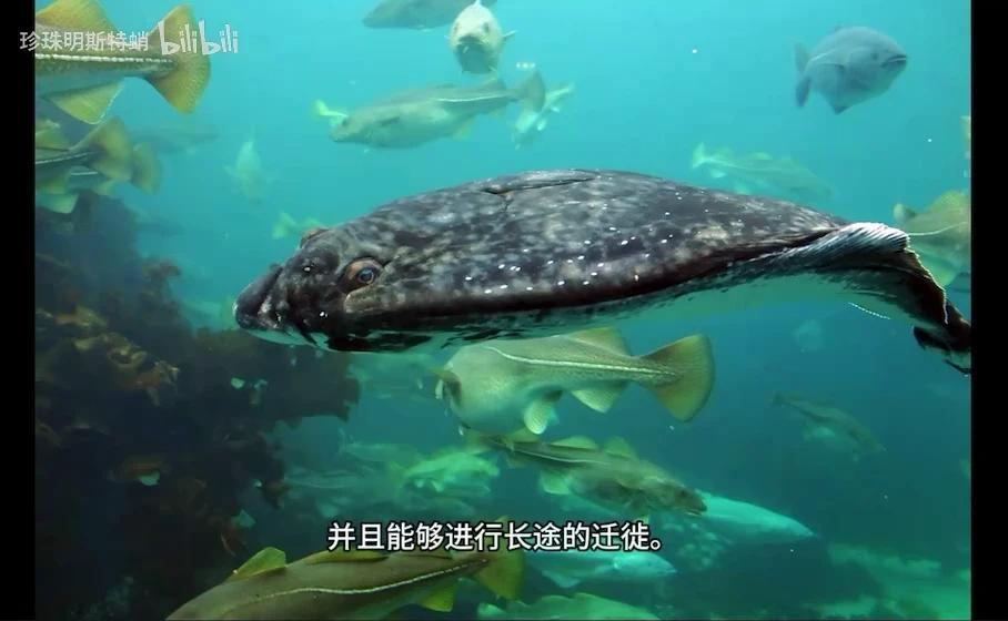 你可能吃过的“巨型比目鱼” 最大鲽形目-庸鲽属的简单介绍 - 知乎
