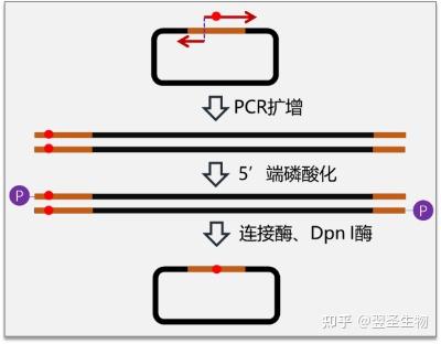 常见定点突变方法分析与对比 - 知乎