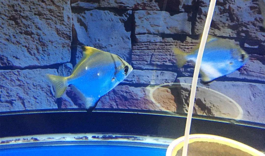 咸淡水黄鳍鲳入坑手册鱼缸中的灵动小机灵鬼