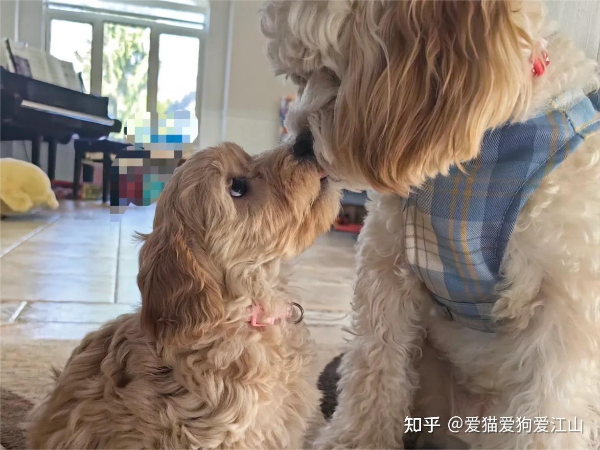 普安特宠物药科普：探秘可爱可卡布犬的养护要点 - 知乎