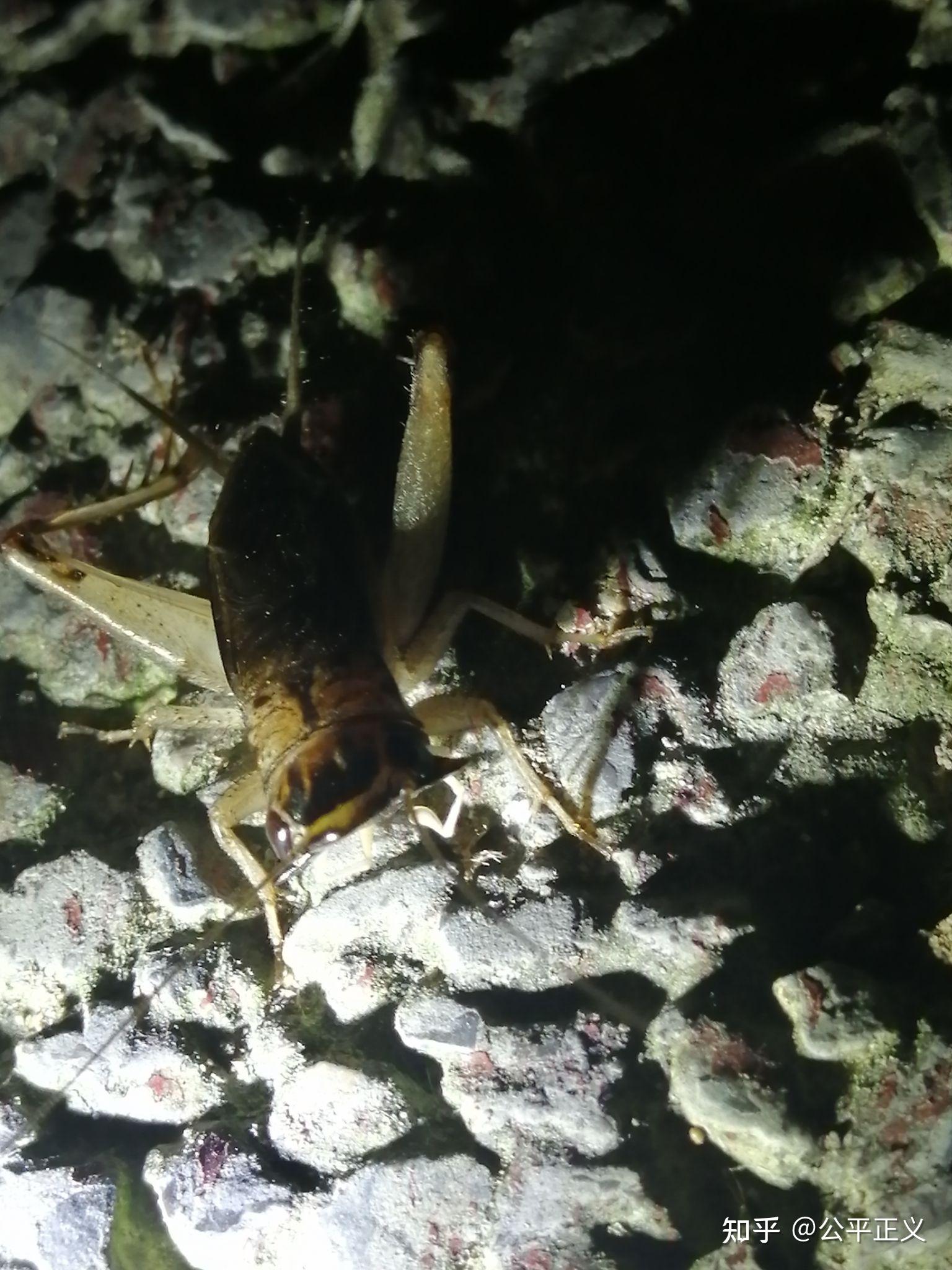 蟋蟀的一种平头蟋蟀斗性差