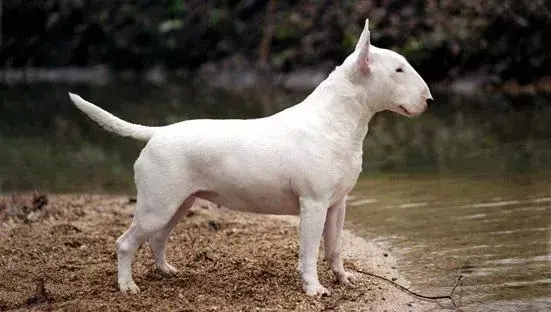 萌犬百科当孙红雷遇上牛头梗