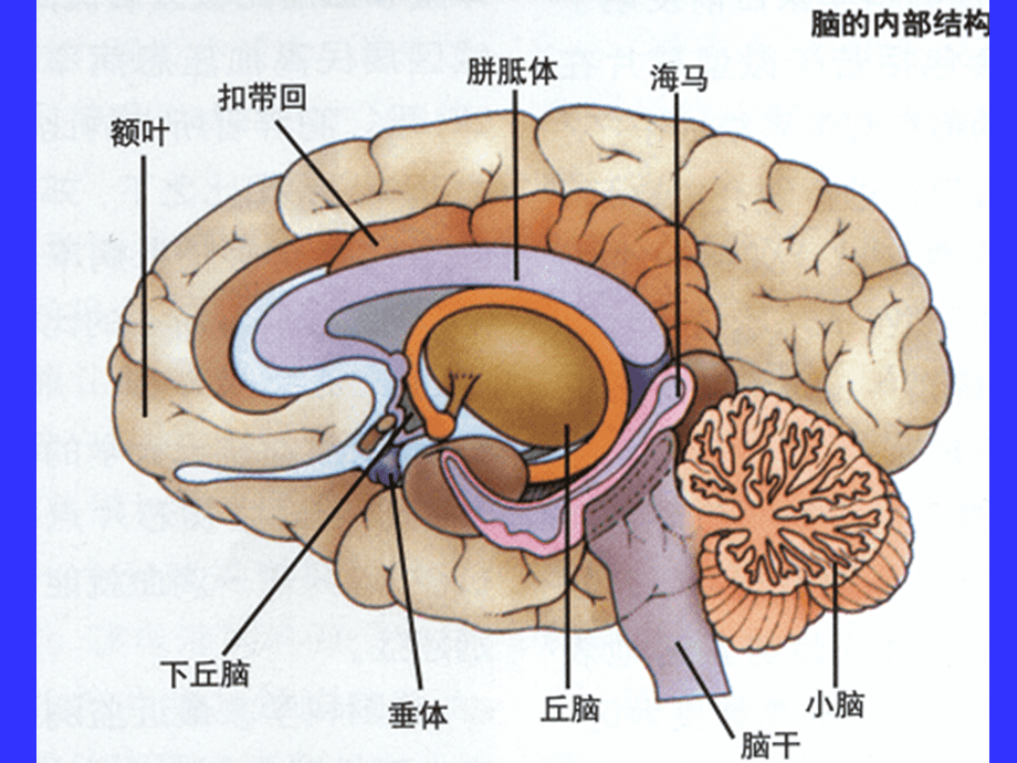 大脑的基本结构及功能最里面的部分也是最古老的