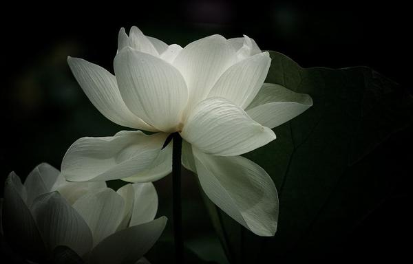那些美得惊艳时光的古代花名（一） - 知乎