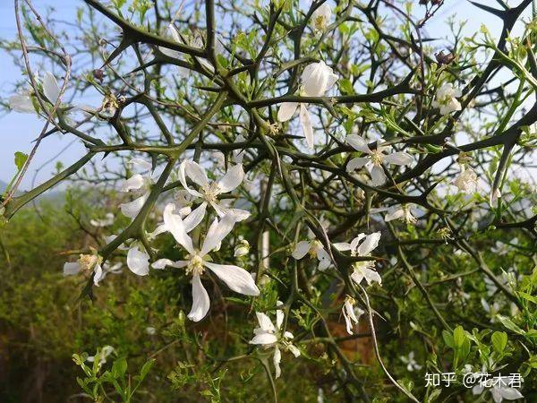 有刺植物的刺是如何起源和演变的?有什么类型和效用? - 知乎