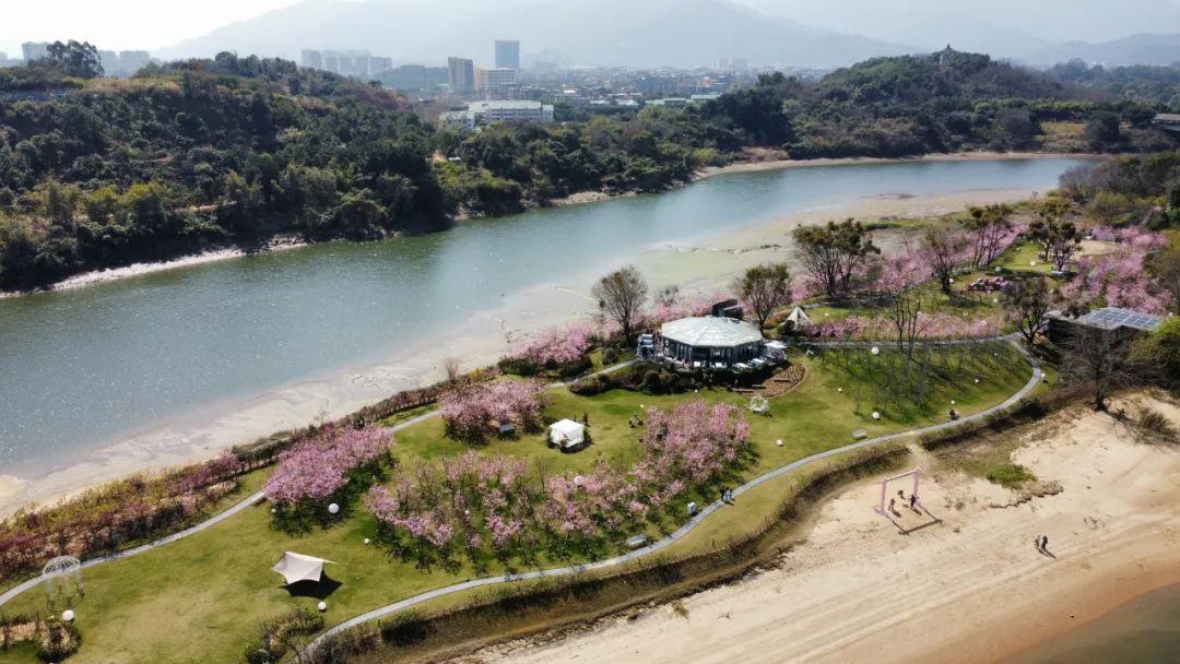 福州鲤鱼洲樱花岛图片