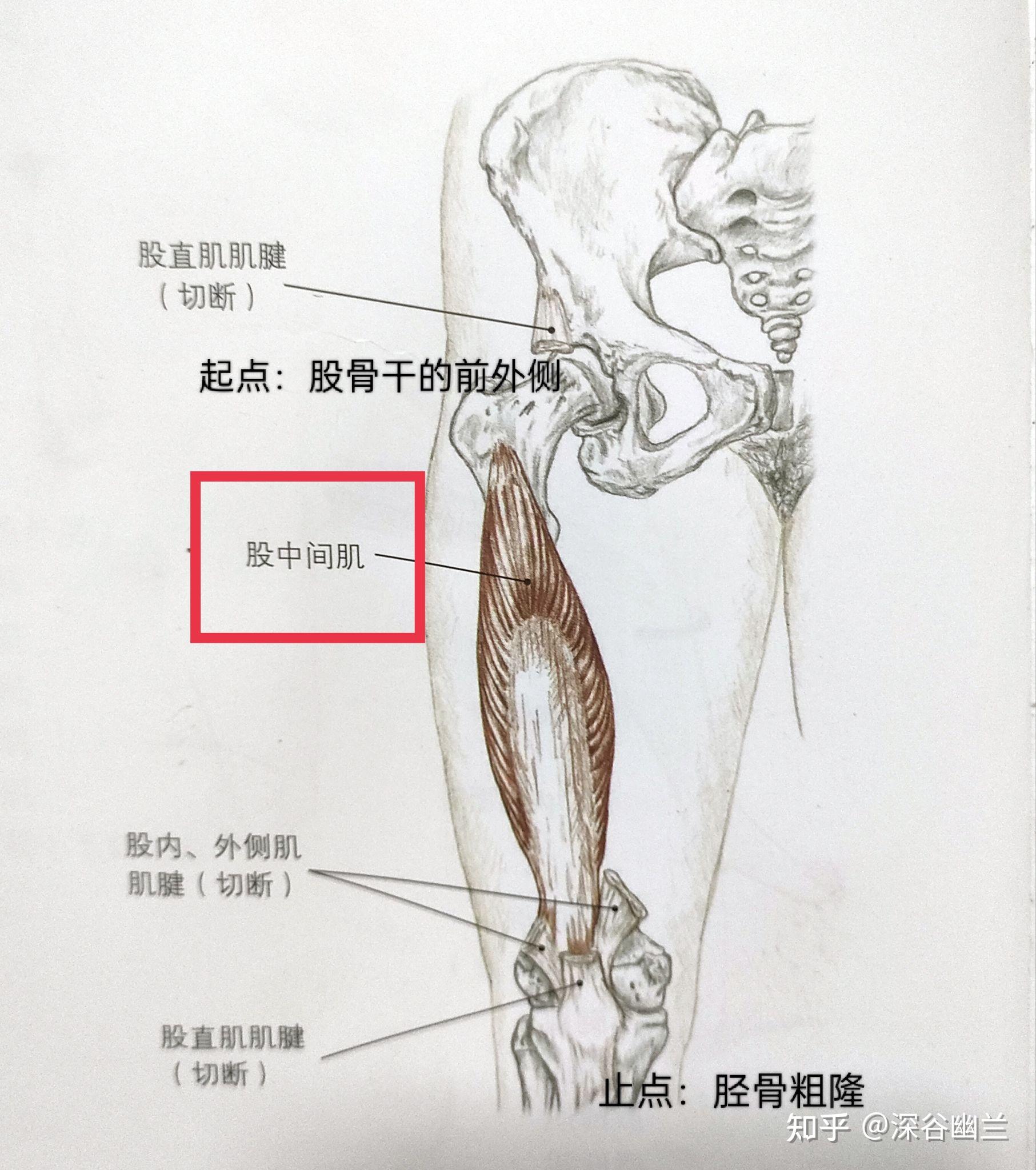 股內側肌,股外側肌,伸膝的肌肉有股直肌,膝內側疼痛,一般要鬆解調理