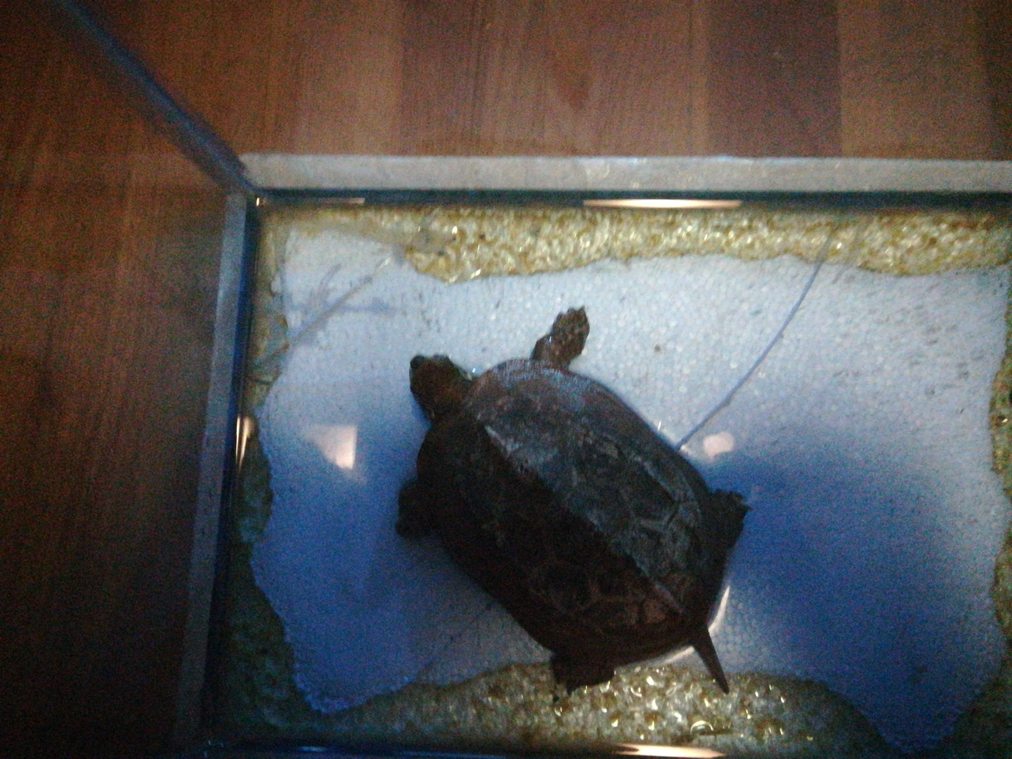 乌龟能有多聪明？ - 知乎