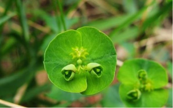 猫眼草——都说我的花像猫的眼睛