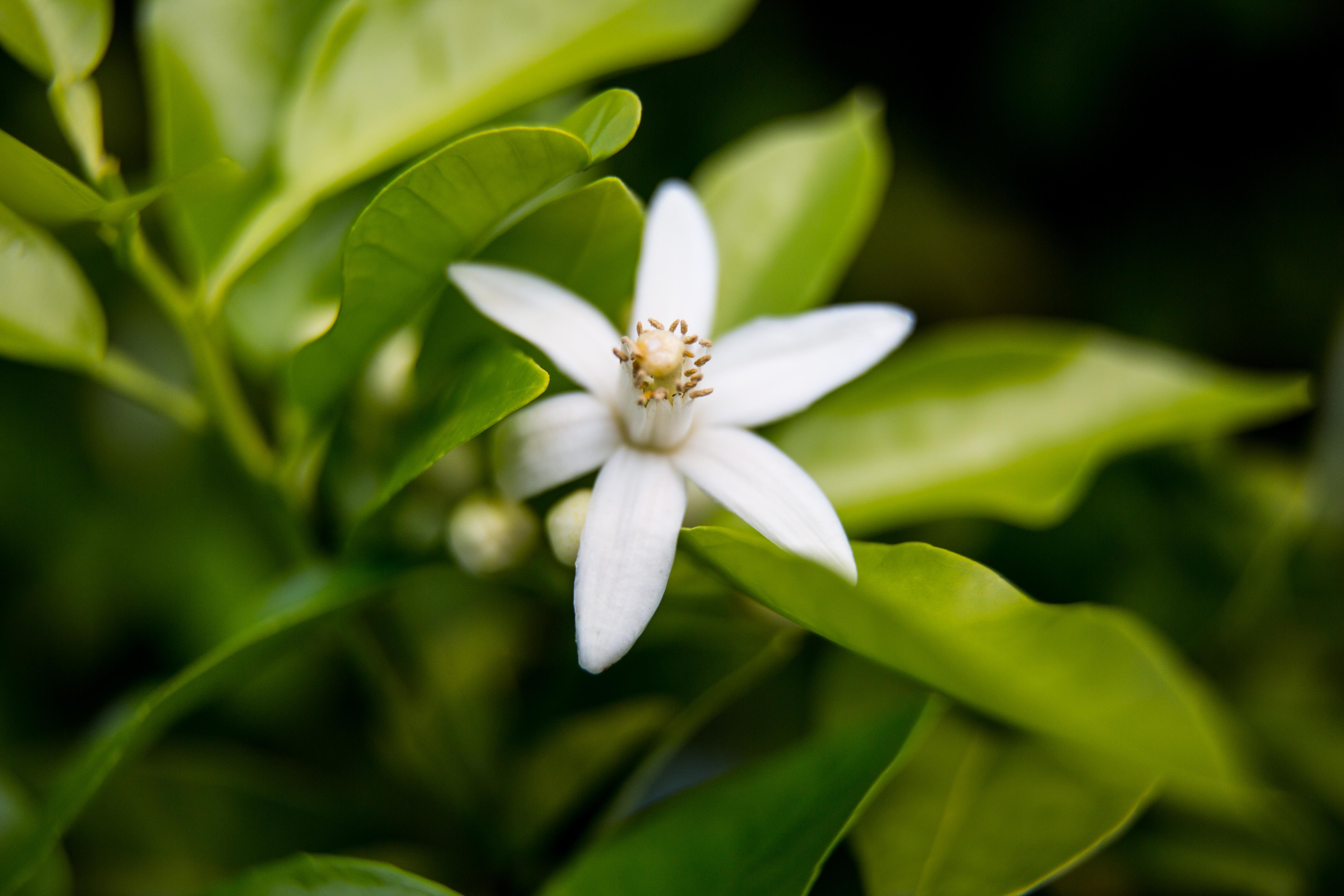 精油知识 | 橙花NEROLI - 知乎
