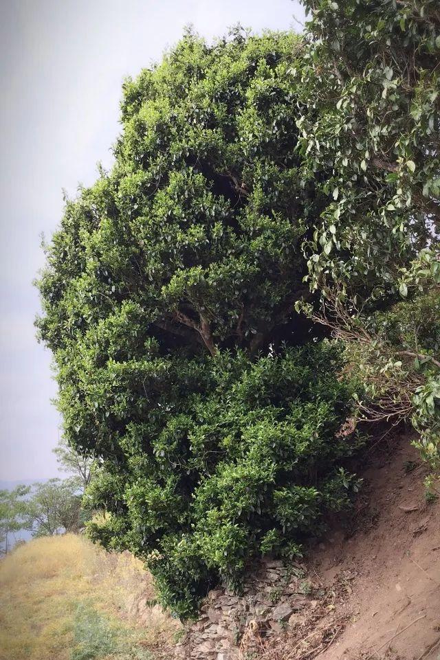 原始雨林中野生的古茶树茶树:一般胸径50cm,胸围160cm,树高15m以上