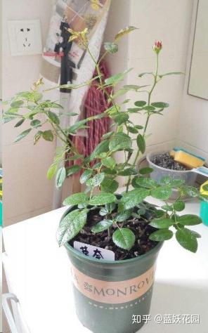 月季移盆后叶子发黄枯萎 v2-d32e338540fc9e3a8e372a556de27a59_b.jpg