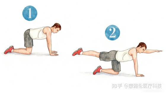 告别腰酸背痛：6个简单动作，练出稳固核心与强健腰背！ - 知乎