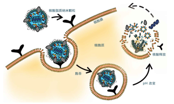 细胞外囊泡介绍及优势:细胞膜与细胞来源的evs可使