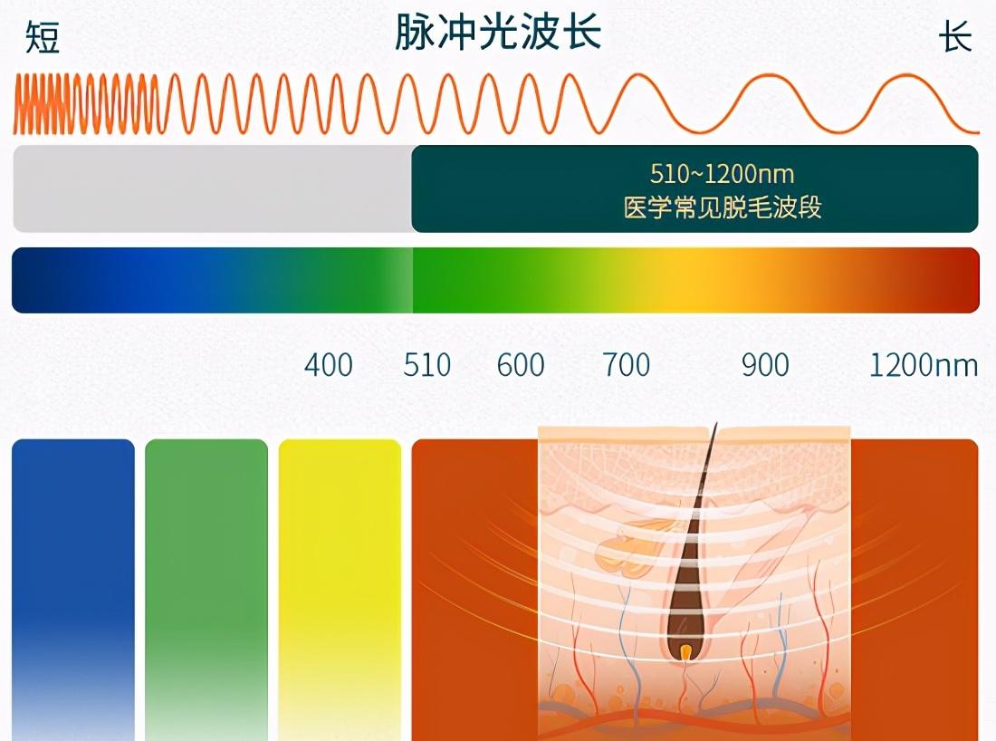 家用脱毛仪是利用特定波长,穿透皮肤表层准确到达毛囊,毛囊黑色素吸收