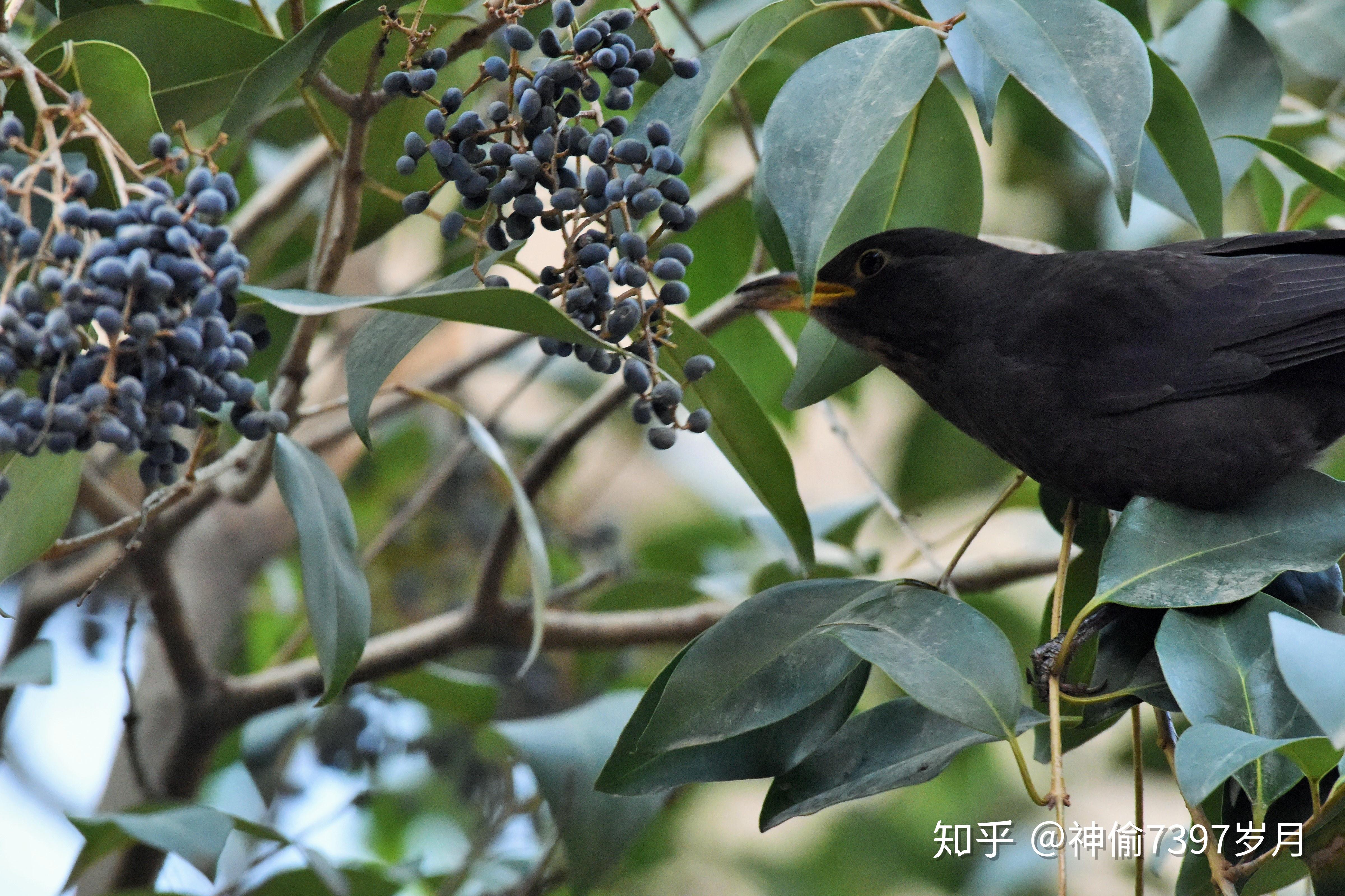 鸫科鸟类: 乌鸫 (Turdus merula),唯一喜欢在你家附近筑巢的鸟 - 知乎
