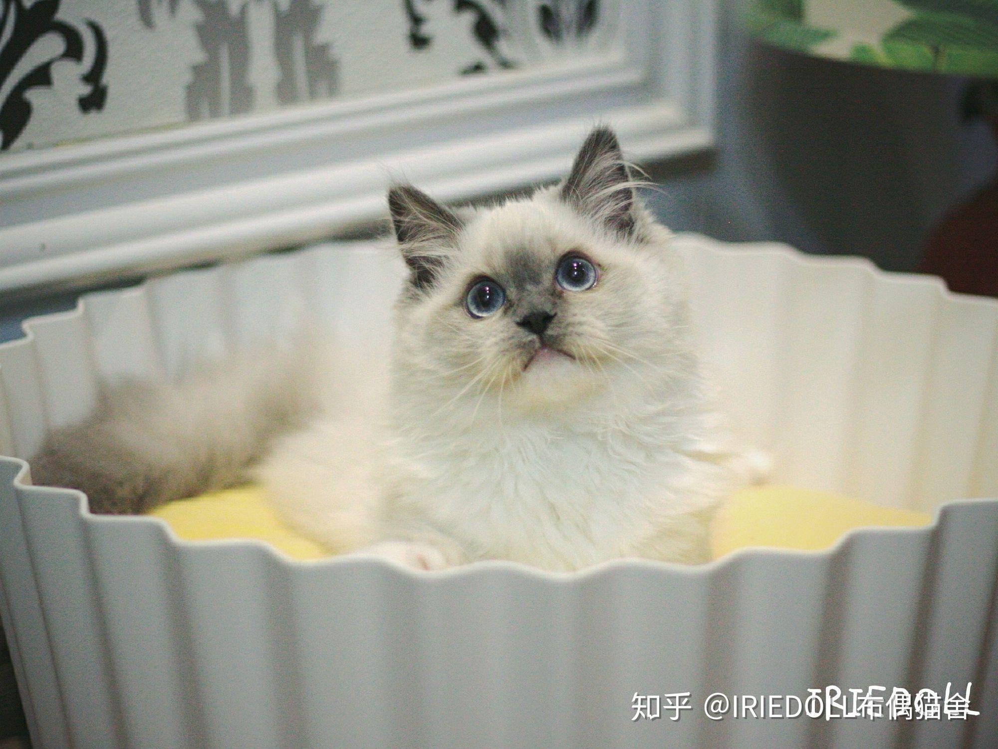 巧克力手套色布偶猫成长记录贴