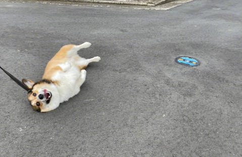 腊肠犬躺在地上各种耍赖不愿意回家看铲屎官如何机智应对