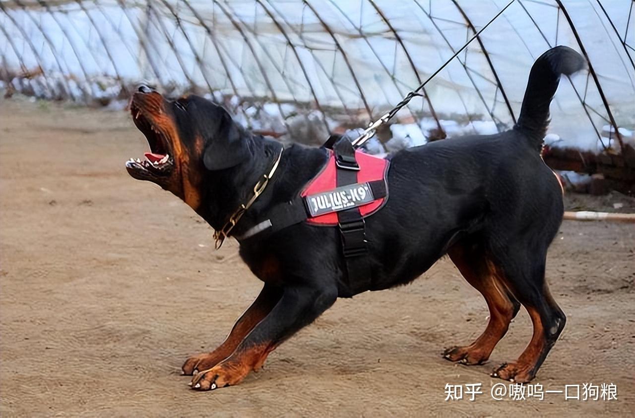 罗威纳犬性格图片