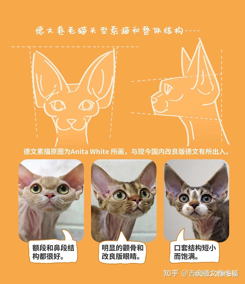 选德文不踩坑 |吉奥德文卷毛猫品种标准全解析 - 知乎