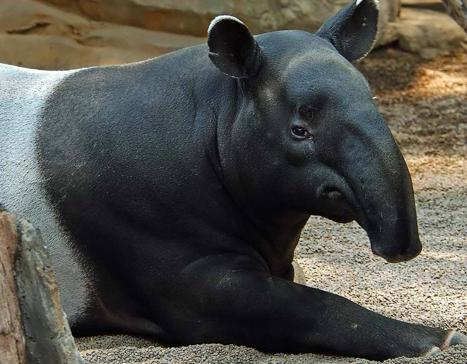 动物篇69短鼻目误