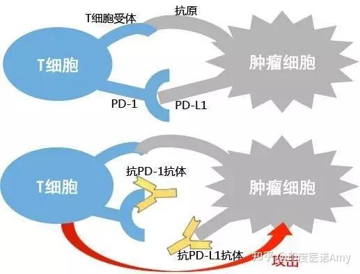 同是免疫治疗pd1和pdl1区别在哪里