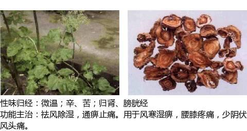 烏頭,獨白草,土附子草烏別名:木瓜實,鐵腳梨木瓜別名:鵝兒花,五毒,鐵