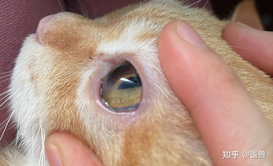 猫咪眼睛水肿,发白,大泡性角膜炎的保守治疗