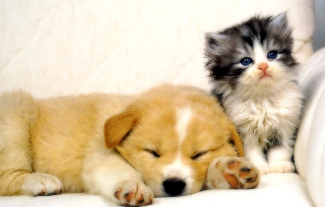 狗粮吗?狗可以吃猫粮吗?猫吃狗粮会怎么样?