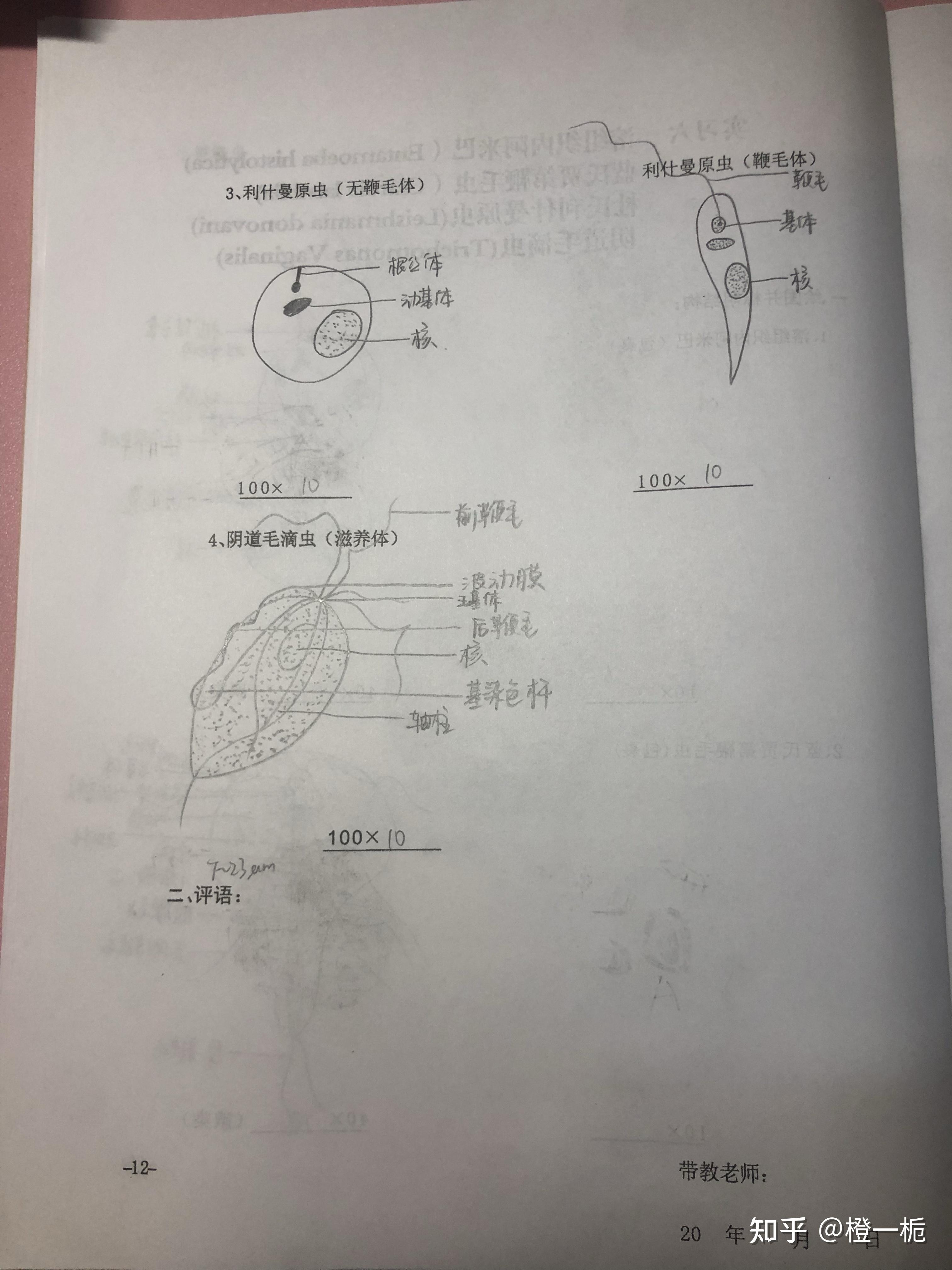 人体寄生虫学实验报告 